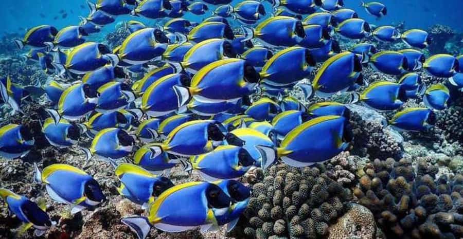 Zanzibar: Prison Island & Nakupenda Sandbank Tour with Lunch - Nakupenda Sandbank is the scenic payoff
