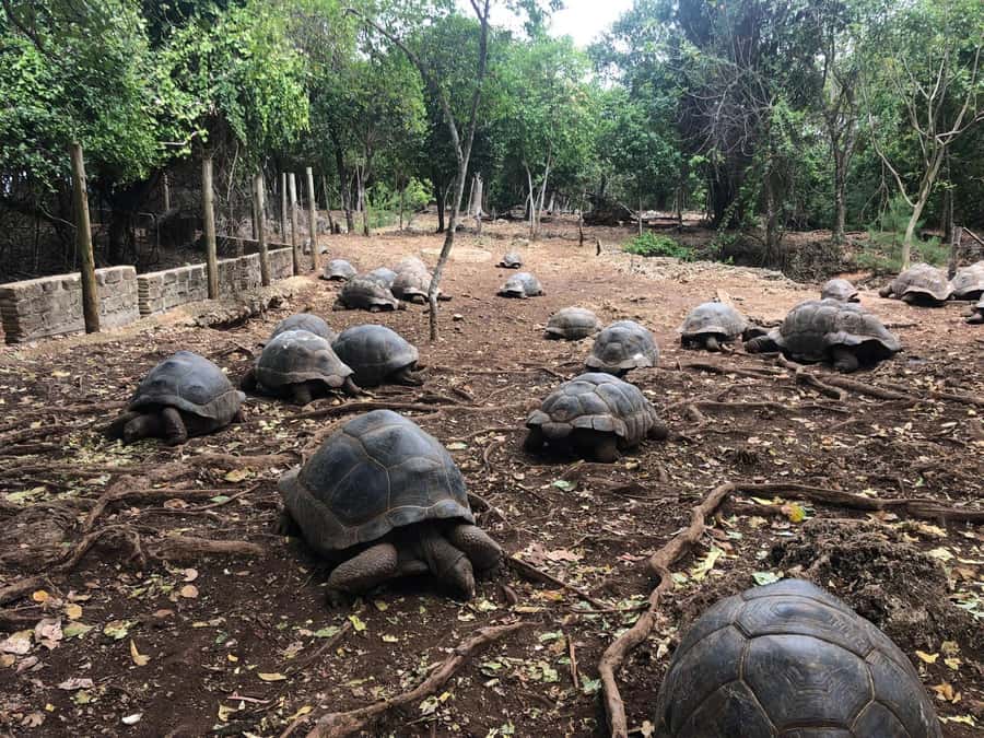 Zanzibar: Prison Island, Stone Town, & Spice Farm Tour - Key points to know before booking