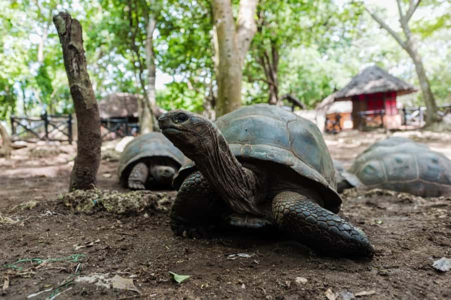 Zanzibar: Prison Island, Tortoise, Jozani Forest Guided Tour - Key points at a glance
