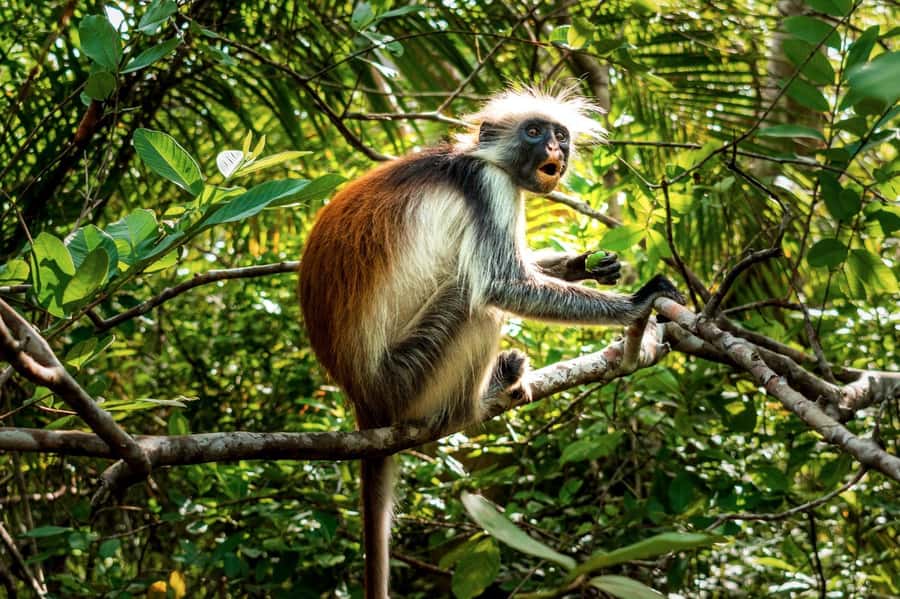 Zanzibar: Prison Island, Tortoise, Jozani Forest Guided Tour - Jozani Forest is the wildlife highlight