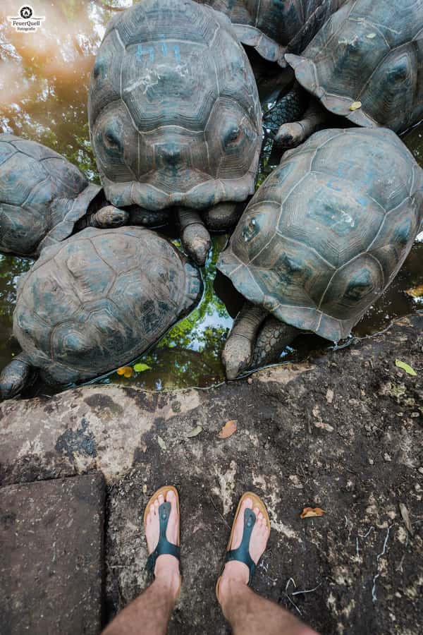 Zanzibar: Prison Island, Tortoise, Jozani Forest Guided Tour - The day’s transport works, but clarity matters