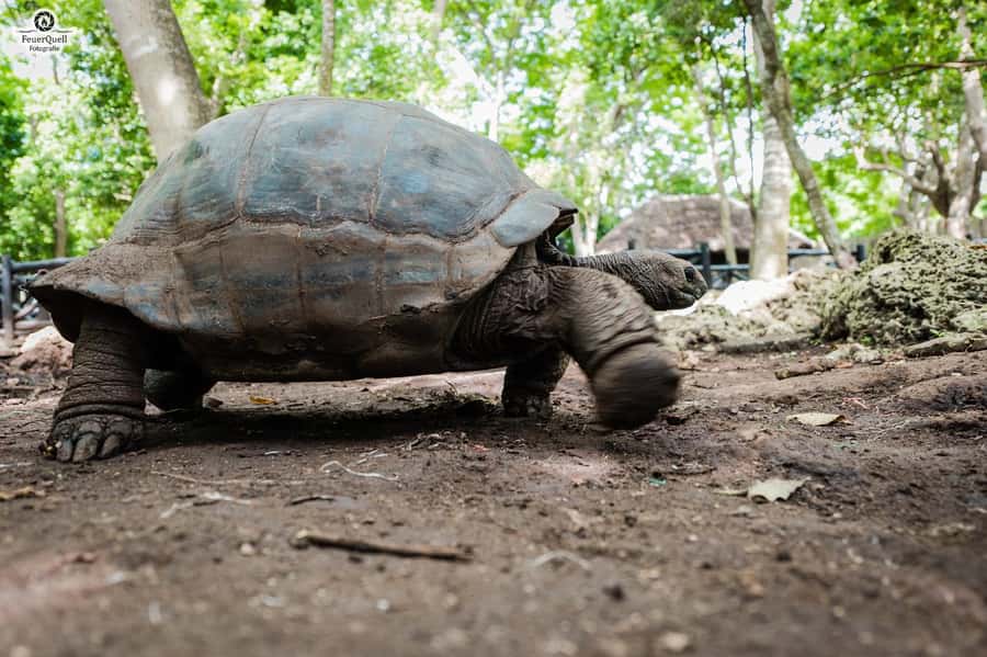 Zanzibar: Prison Island, Tortoise, Jozani Forest Guided Tour - Is $100 good value?