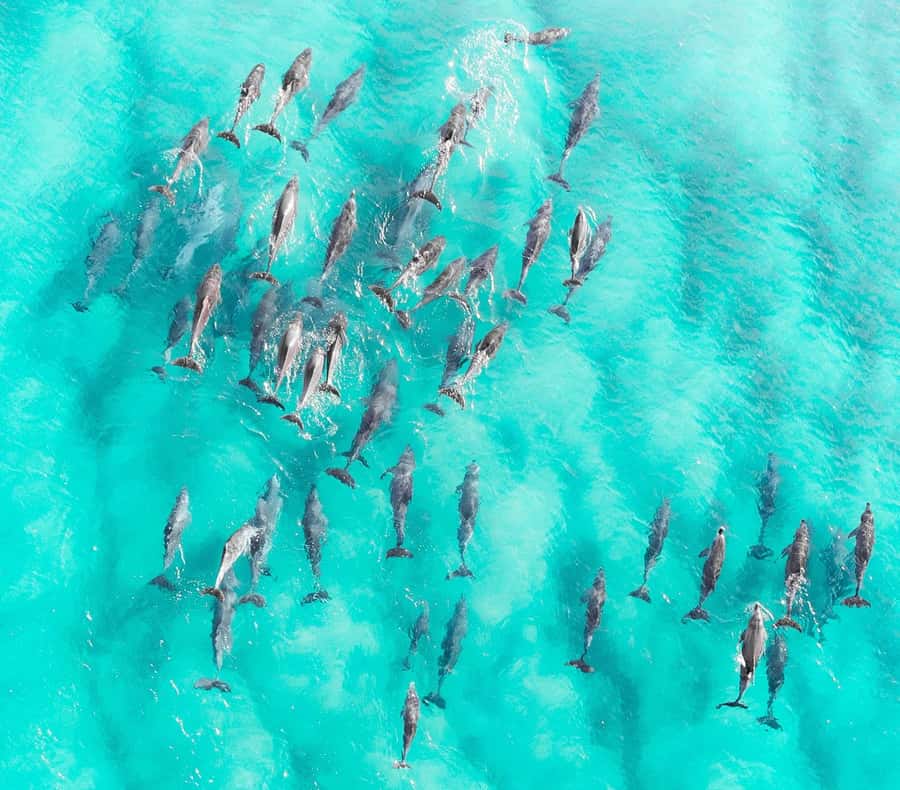 Zanzibar: Private Sail to Pungume Sandbank with BBQ Lunch - Key points to know before you book