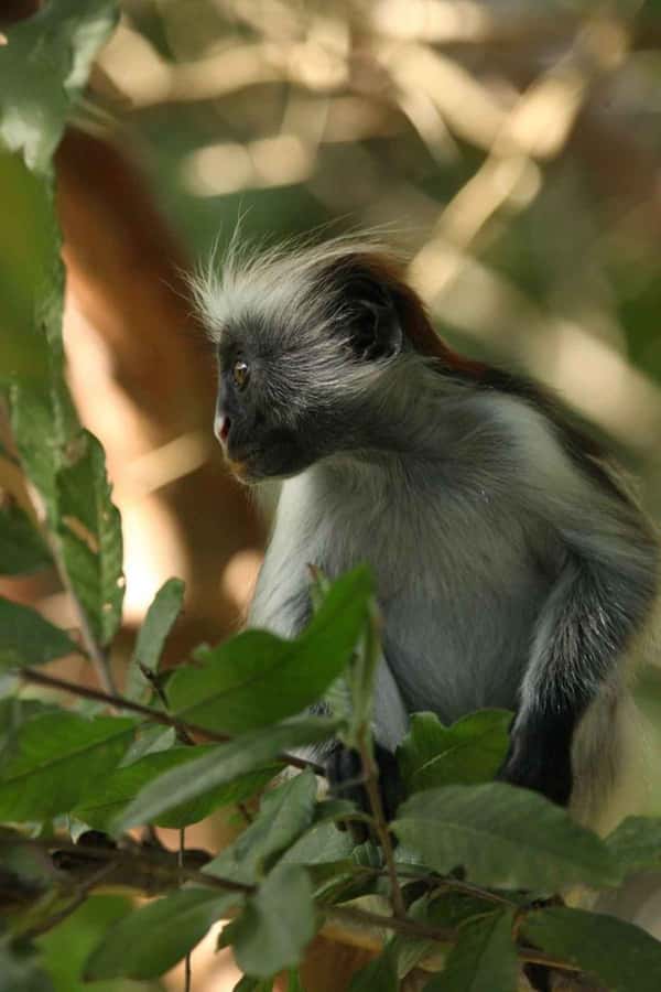 Zanzibar: Red Colobus Monkeys in Jozani Forest Guided Tour - Why the red colobus monkey is worth the trip