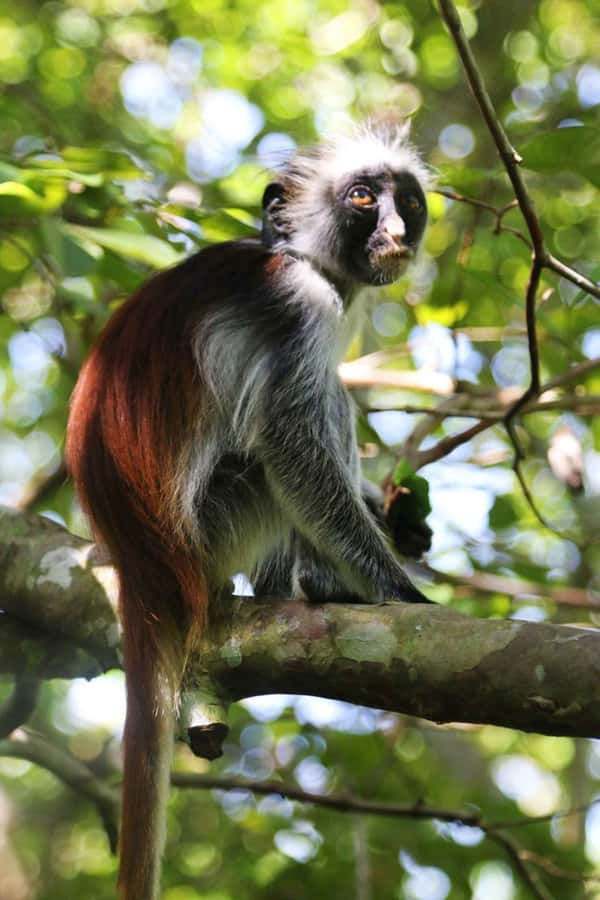 Zanzibar: Red Colobus Monkeys in Jozani Forest Guided Tour - Inside Jozani Forest National Park