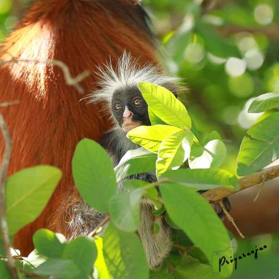Zanzibar: Red Colobus Monkeys in Jozani Forest Guided Tour - The short mangrove walk