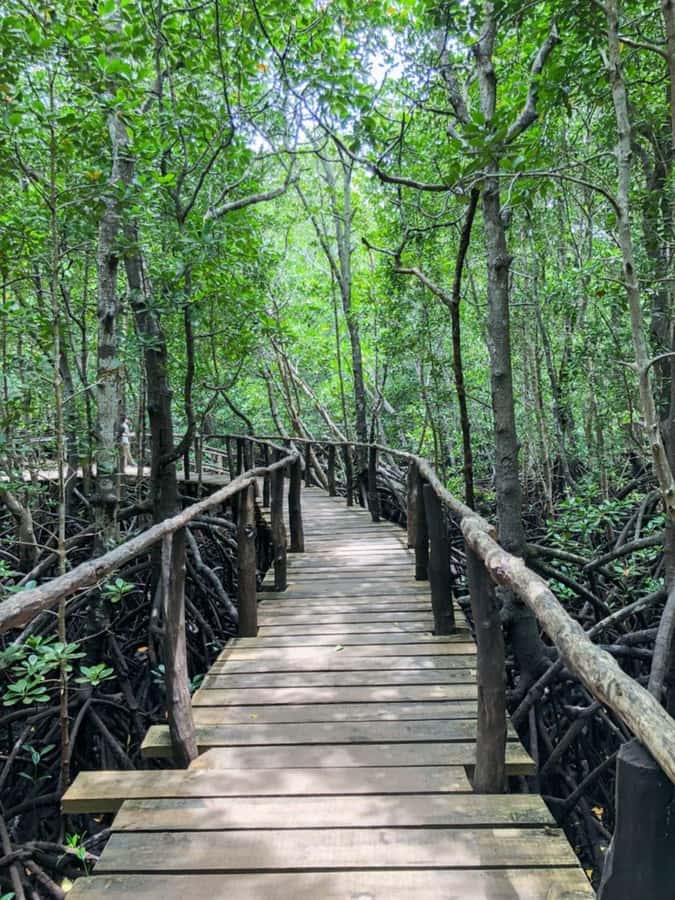 Zanzibar: Red Colobus Monkeys in Jozani Forest Guided Tour - How much walking and what to wear