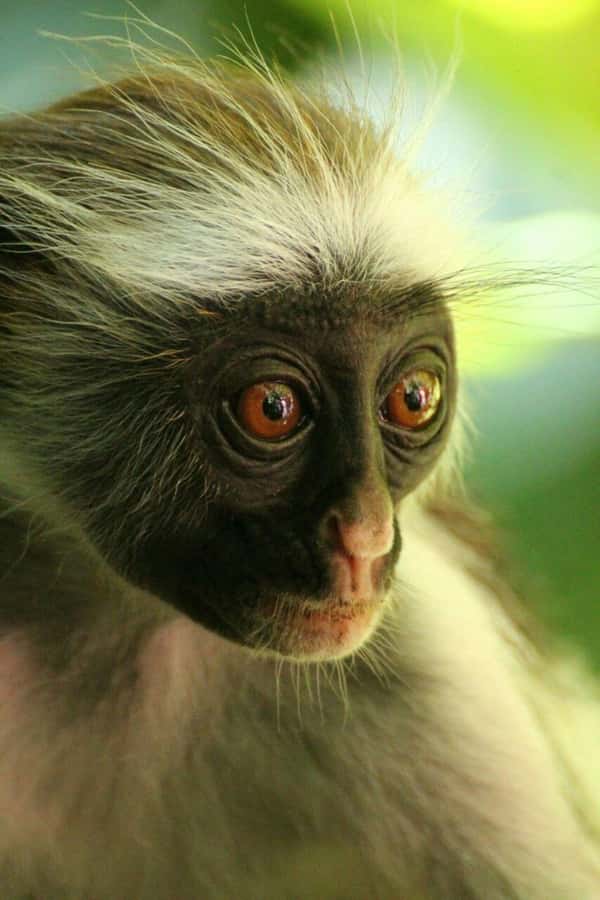 Zanzibar: Red Colobus Monkeys in Jozani Forest Guided Tour - Private service and language choices
