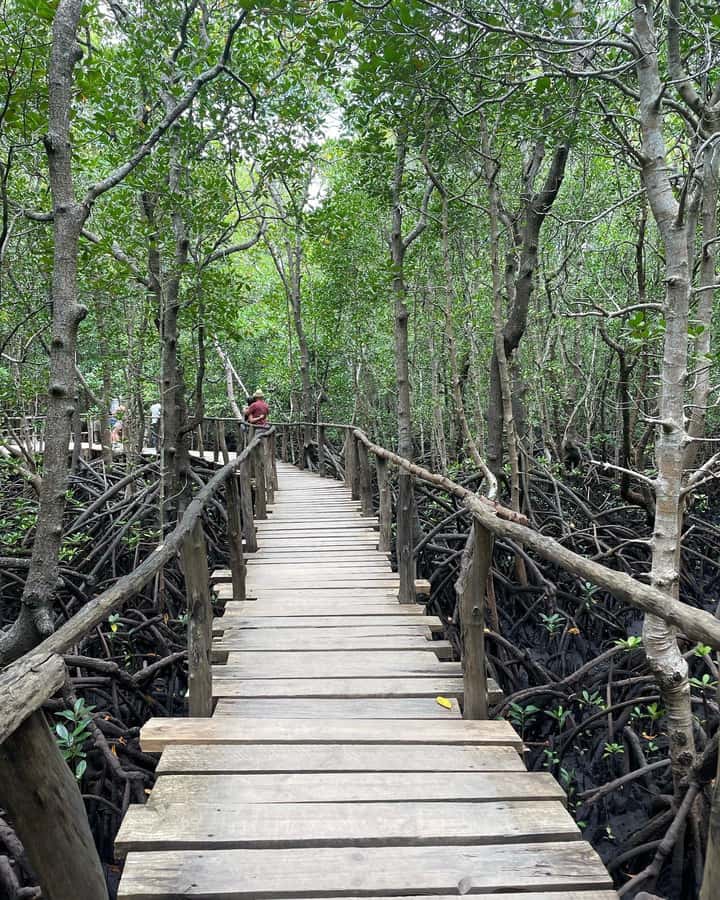 Zanzibar: Red Colobus Monkeys in Jozani Forest Guided Tour - Is $99 a fair price?