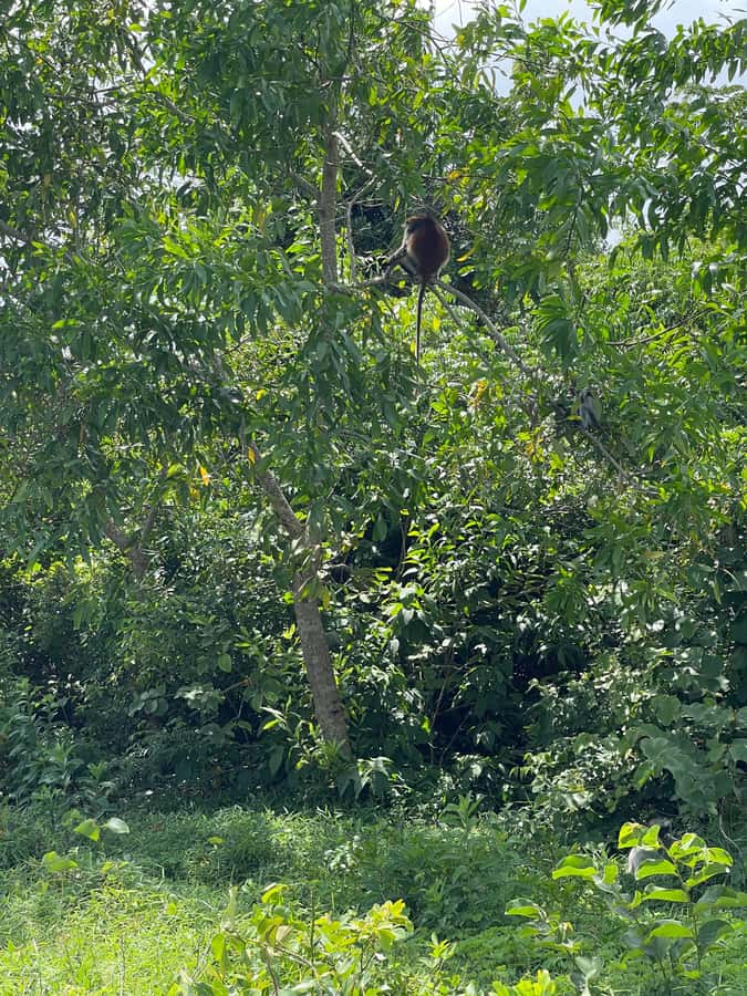Zanzibar: Red Colobus Monkeys in Jozani Forest Guided Tour - Who should book this Jozani visit?