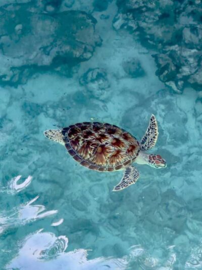 Sea Turtle Swim at Kizimkazi Salaam Cave Tour