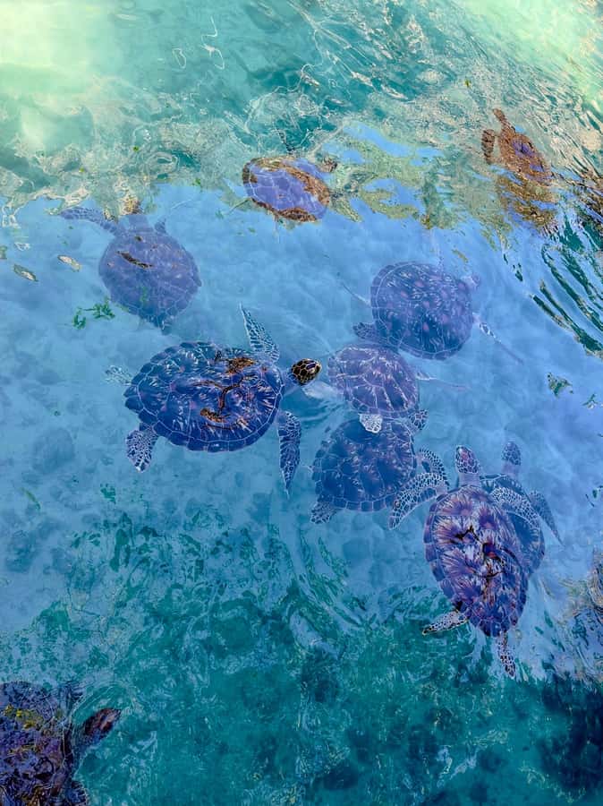 Zanzibar: Sea Turtle Swim at Kizimkazi Salaam Cave Tour - Crowds, organization, and what can go wrong