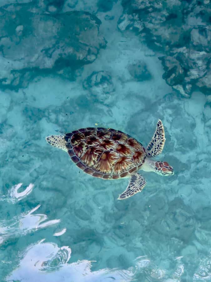Zanzibar: Sea Turtle Swim at Kizimkazi Salaam Cave Tour - The ride from your hotel to Kizimkazi