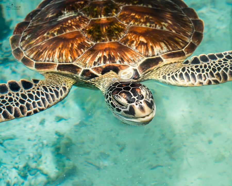 Zanzibar: Sea Turtle Swim at Salam Cave in Kizimkazi Village - Key points to know before you go