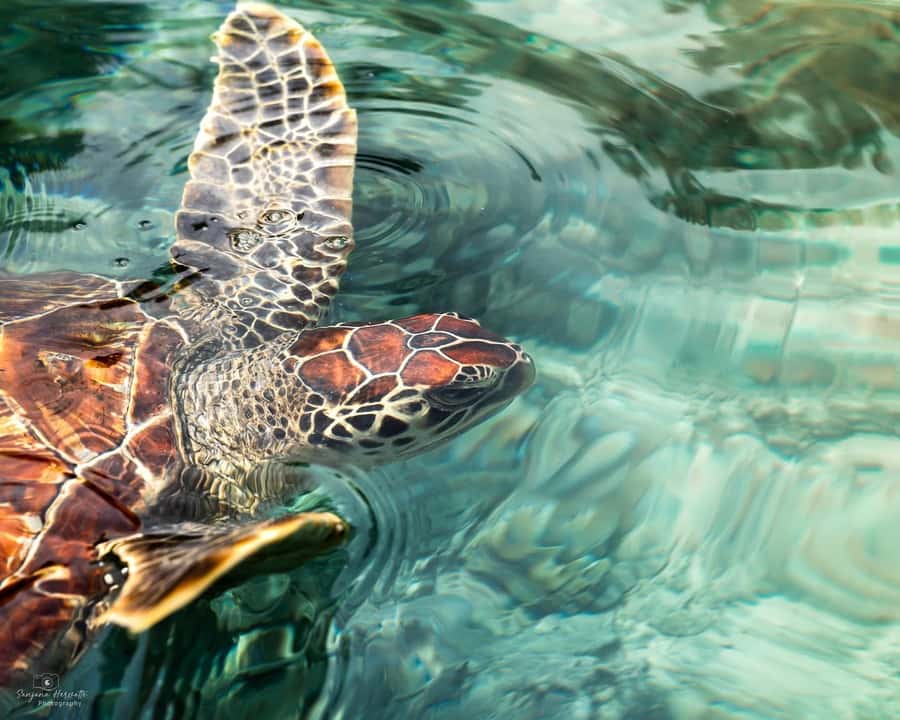 Zanzibar: Sea Turtle Swim at Salam Cave in Kizimkazi Village - Why an early start is worth setting an alarm for