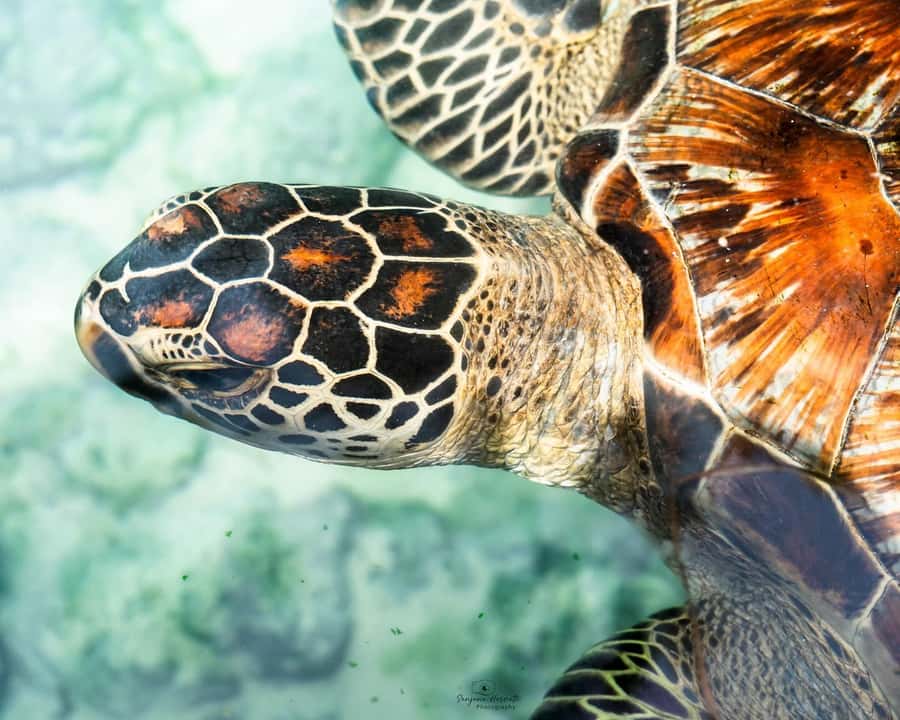 Zanzibar: Sea Turtle Swim at Salam Cave in Kizimkazi Village - Feeding the turtles without getting nipped