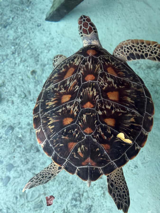 Zanzibar: Sea Turtle Swim at Salam Cave in Kizimkazi Village - Who will enjoy this most