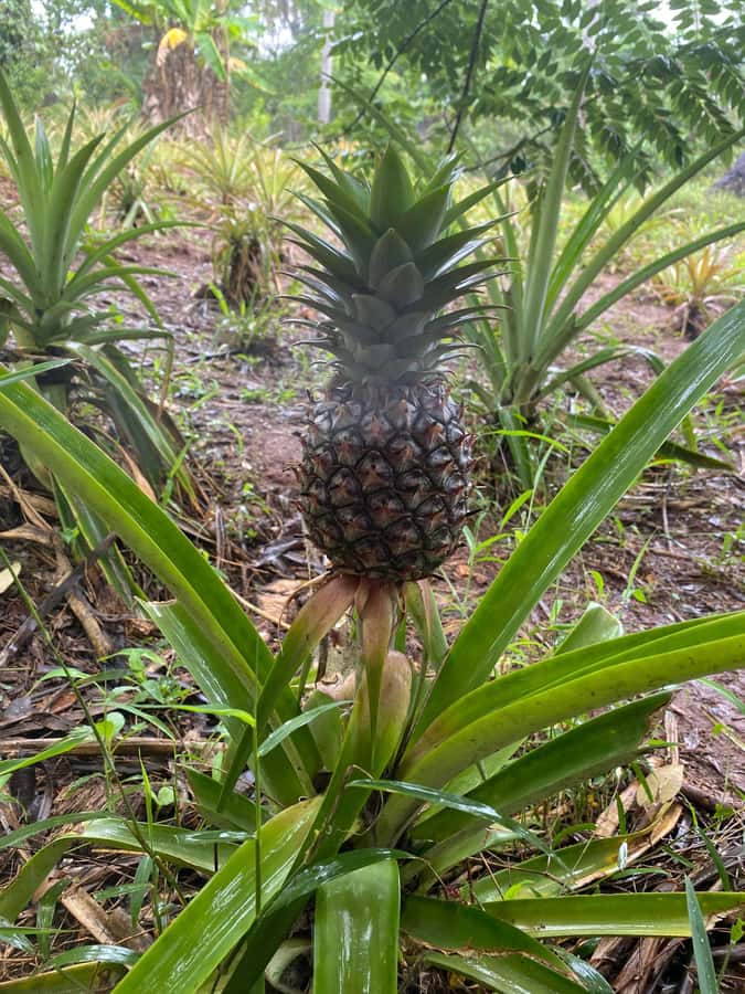 Zanzibar: Spice Farm & Stone Town Tour with Lunch - Why this tour works for a first Zanzibar day