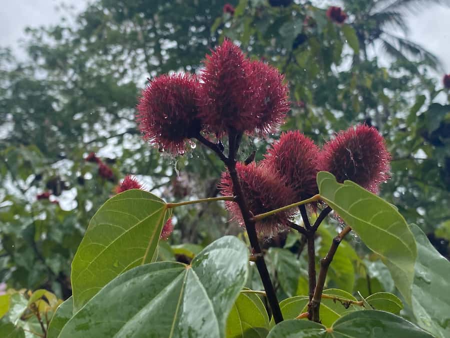 Zanzibar: Spice Farm & Stone Town Tour with Lunch - Smelling Zanzibar at a private spice farm