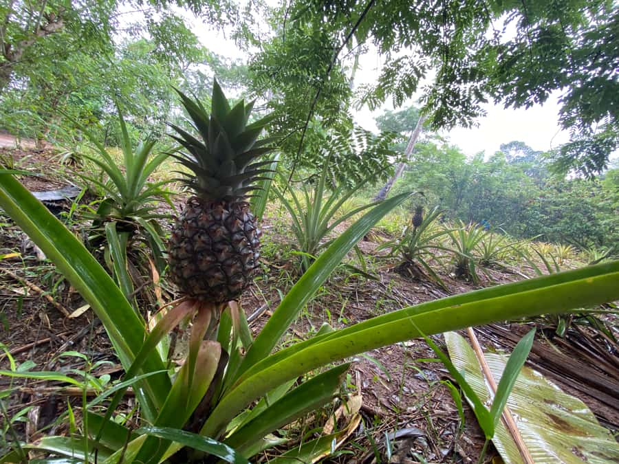 Zanzibar: Spice Farm & Stone Town Tour with Lunch - Old streets, Arabic design, and the Old Fort