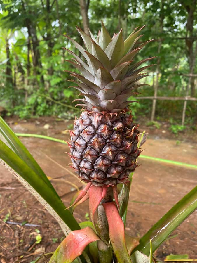 Zanzibar: Spice Farm & Stone Town Tour with Lunch - The long ride from the beach resorts