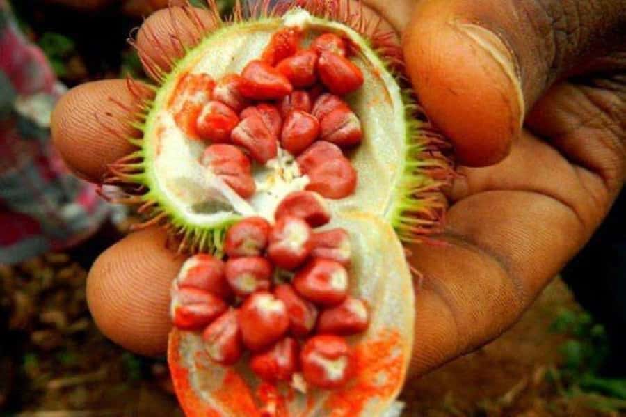 Zanzibar: Spice Farm Tour & Stone Town Adventure - Is $95 per person a fair price?