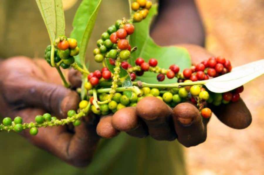 Zanzibar: Spice Farm Tour & Stone Town Adventure - The spice farm: seeing everyday ingredients at the source