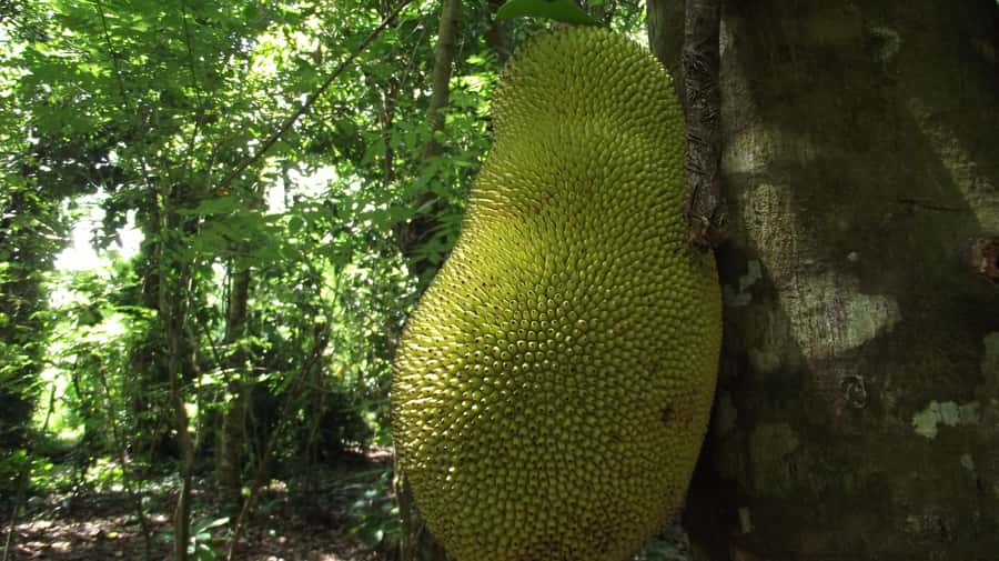 Zanzibar: Spice Farm Tour with Traditional Cooking Lesson - Walking through the spice plants