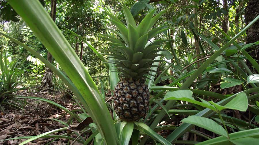 Zanzibar: Spice Farm Tour with Traditional Cooking Lesson - The cooking lesson: useful, but keep expectations flexible