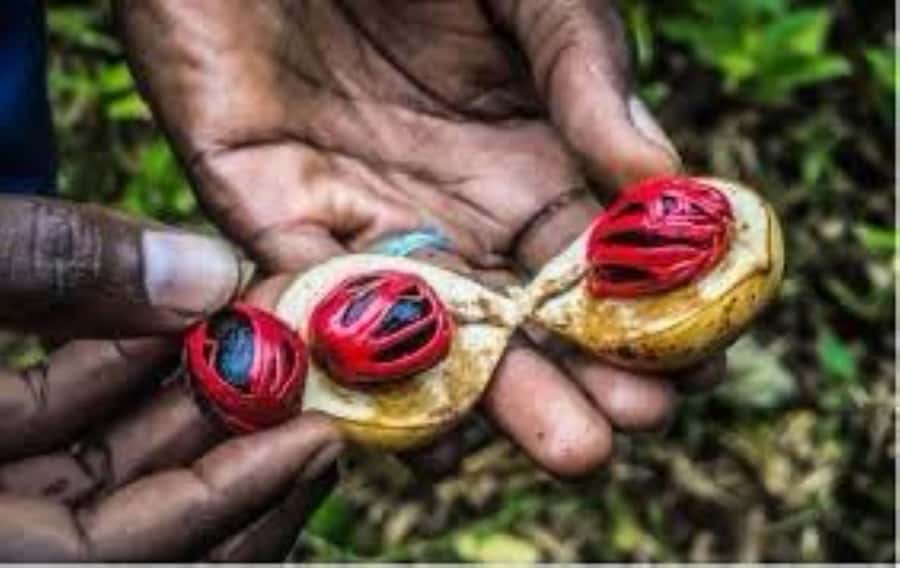 Zanzibar: Spice Tour & Stone Town Walking Tour - Why this five-hour pairing works