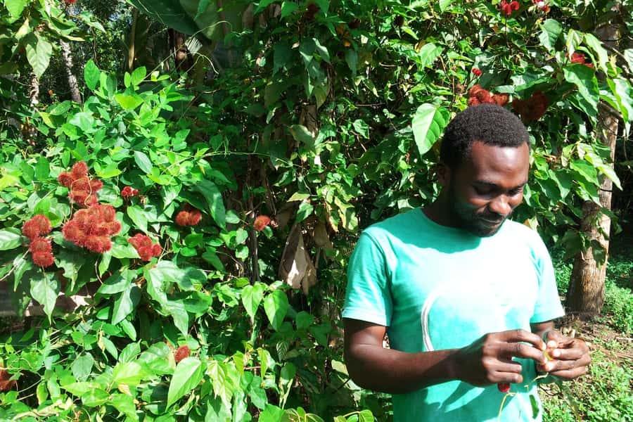 Zanzibar: Stone Town City Tour and Spice Farm with Lunch - Key points at a glance