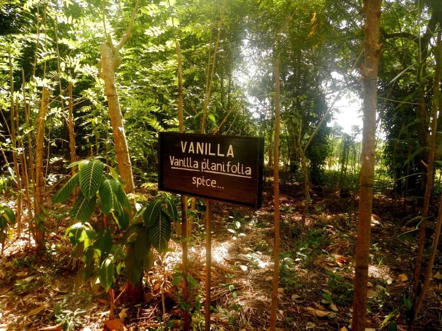 Zanzibar: Stone Town City Tour and Spice Farm with Lunch - Lunch is part of the farm experience