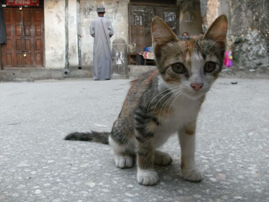 Zanzibar: Stone Town & Spice Farm Tour with Lunch - Transport, guides, and the tipping question