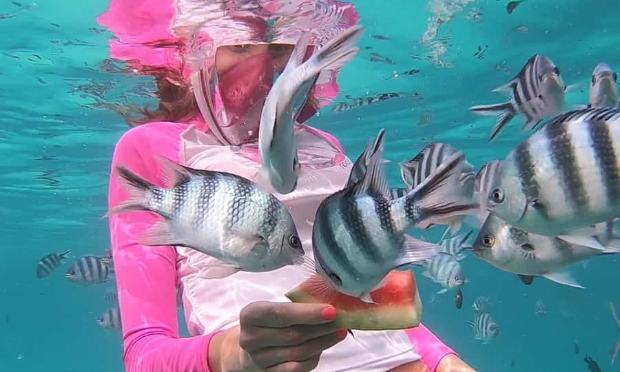 Zanzibar : Swim with dolphin + Snorkel mnemba coral Reef - Key points to know before booking