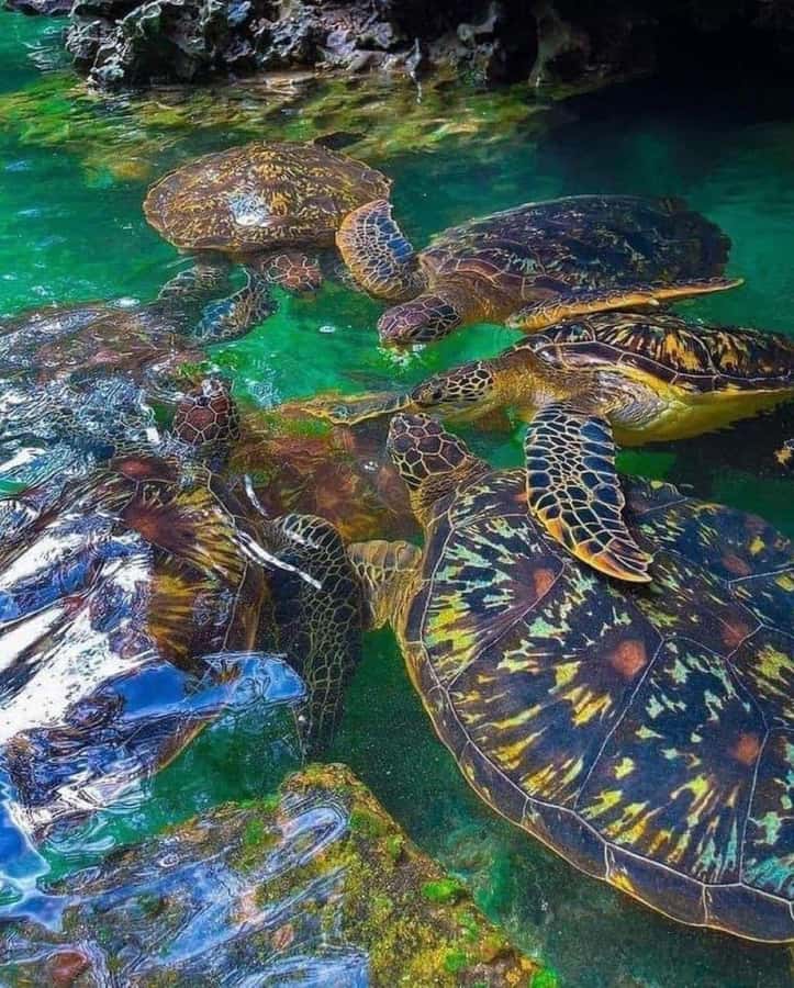 Zanzibar: Swim with Sea Turtles at Baraka or Salaam Aquarium - Key points at a glance
