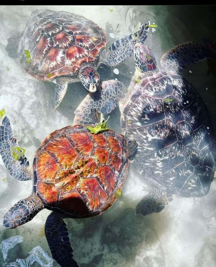 Zanzibar: Swim with Sea Turtles at Baraka or Salaam Aquarium - Choosing between Nungwi and Kizimkazi
