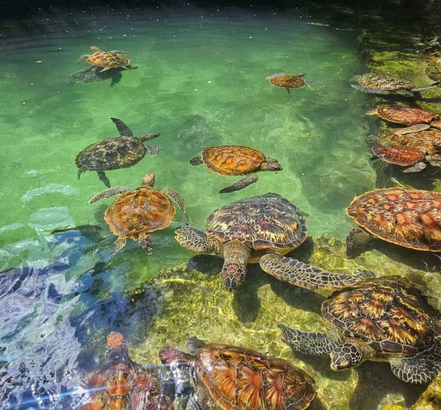 Zanzibar: Swim with Sea Turtles at Baraka or Salaam Aquarium - Entering the turtle lagoons