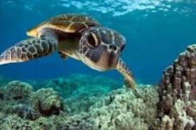 Swim with Sea Turtles at Baraka or Salaam Aquarium