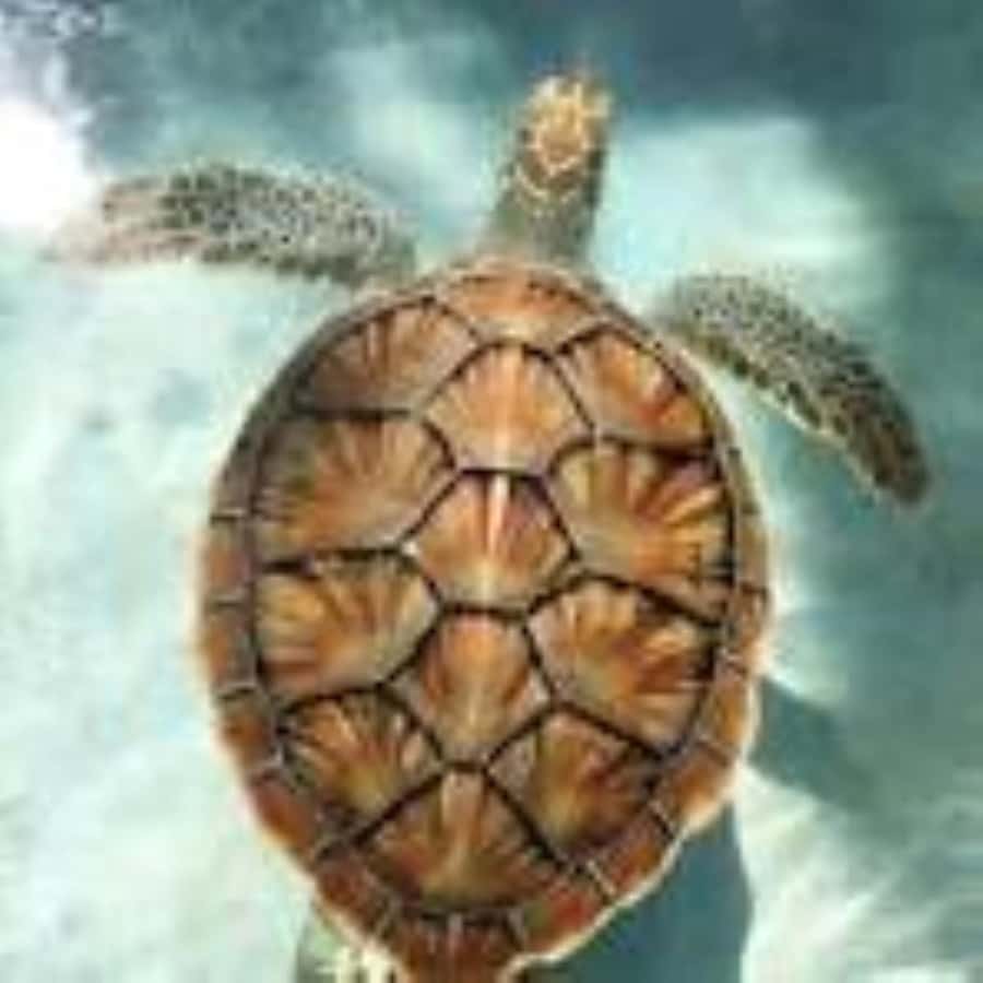 Zanzibar: Swim with Sea Turtles at Baraka or Salaam Aquarium - What makes the turtle encounter special