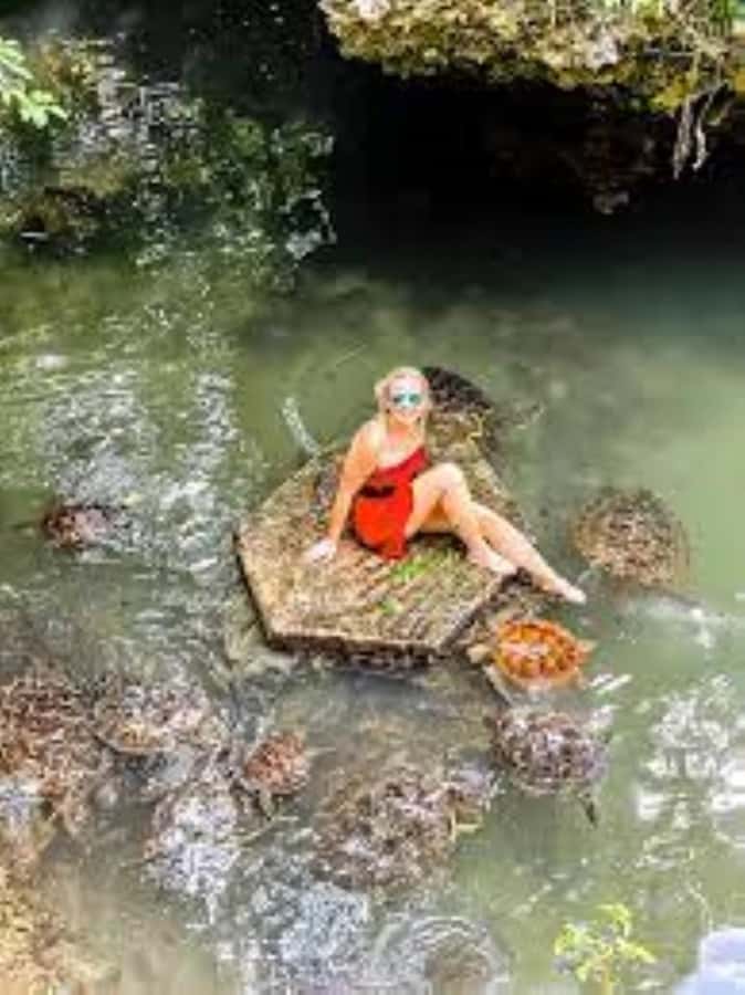 Zanzibar: Swim with Sea Turtles at Baraka or Salaam Aquarium - Who will enjoy this three-hour outing?