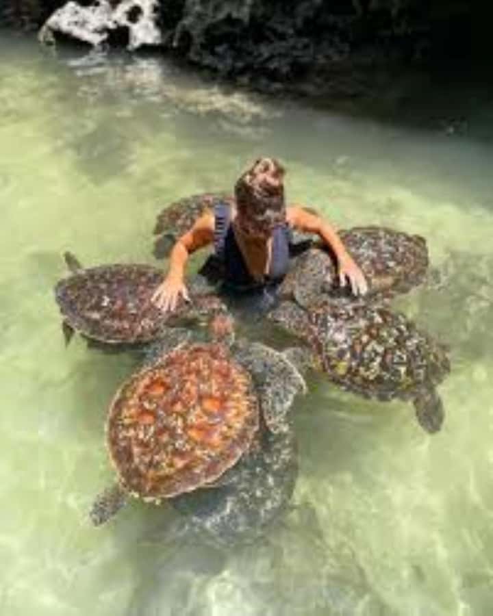Zanzibar: Swim with Sea Turtles at Baraka or Salaam Aquarium - Booking details worth knowing