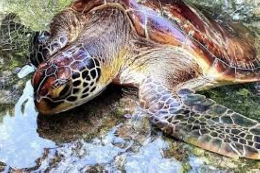 Zanzibar: Swim with Sea Turtles at Baraka or Salaam Aquarium - Should you book this turtle swim?