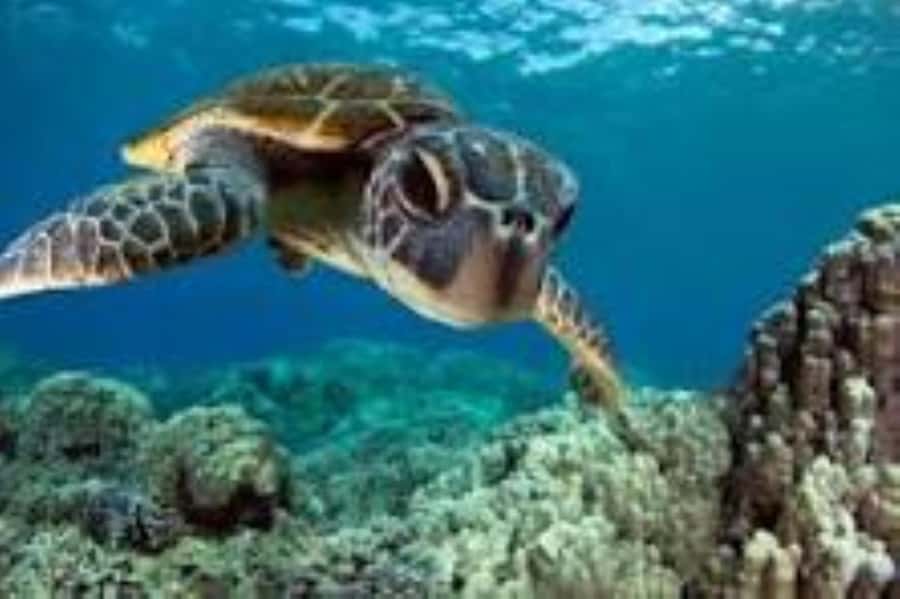 Zanzibar: Swim with Sea Turtles at Baraka or Salaam Aquarium - Meeting your driver in Zanzibar