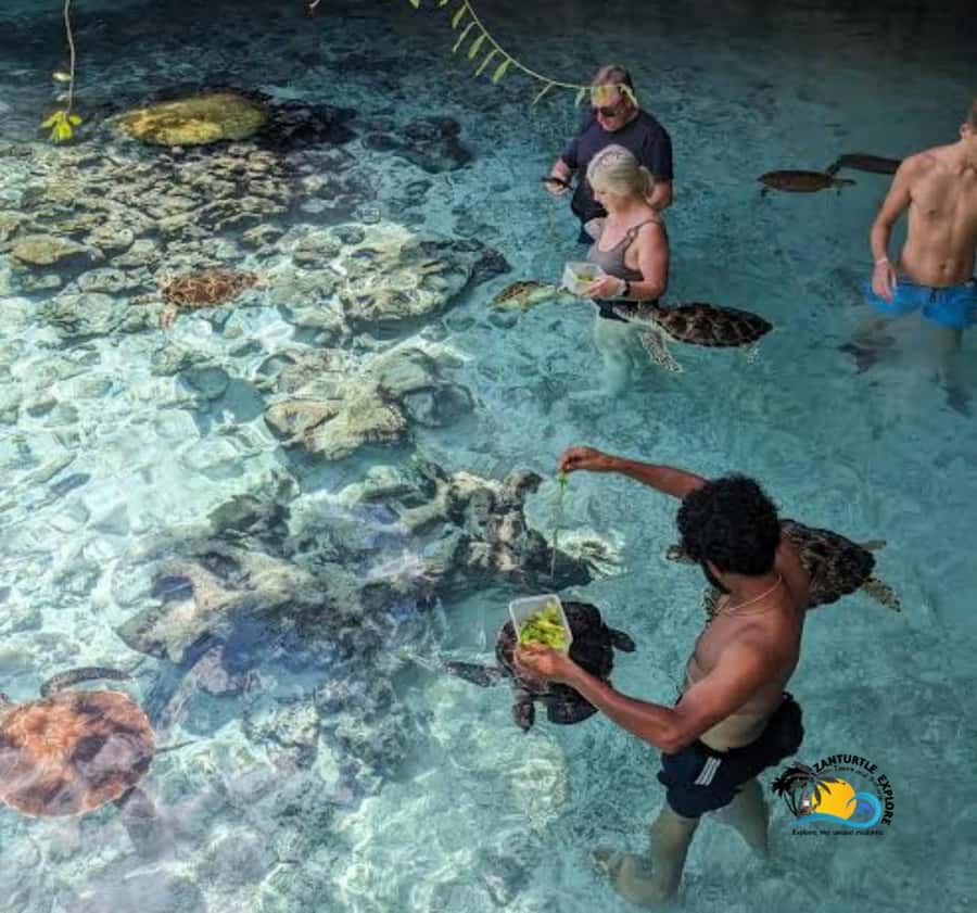 Zanzibar: Swimming with Turtles at Salaam Cave Aquarium - The ride from your hotel to Kizimkazi