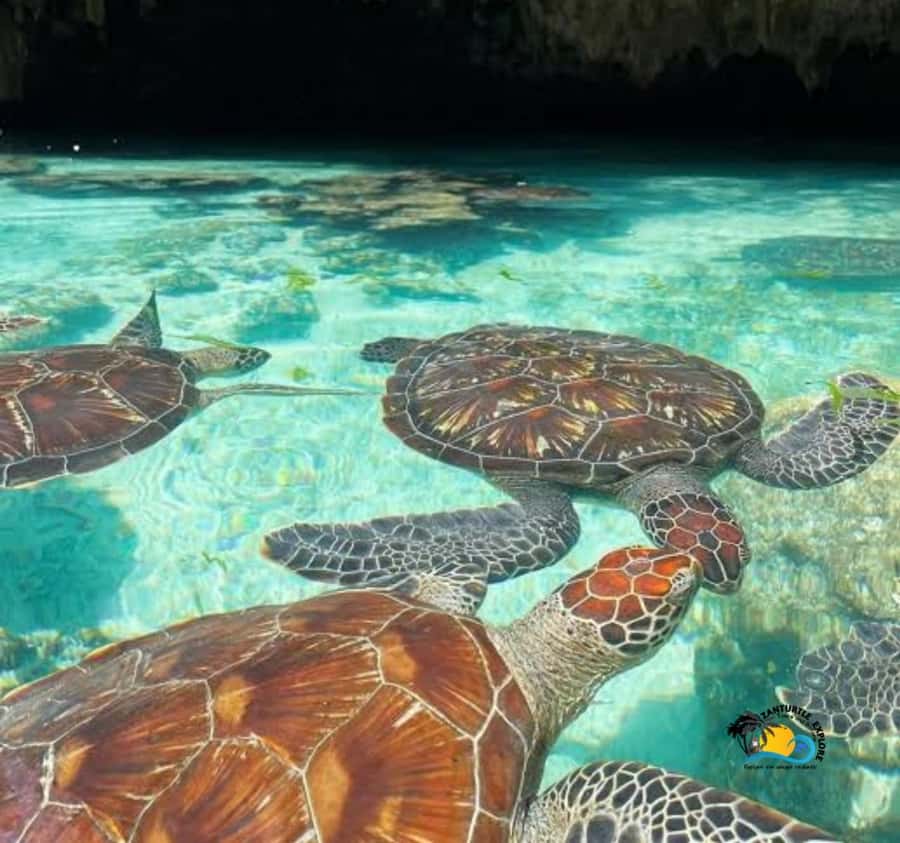 Zanzibar: Swimming with Turtles at Salaam Cave Aquarium - Swimming with the turtles