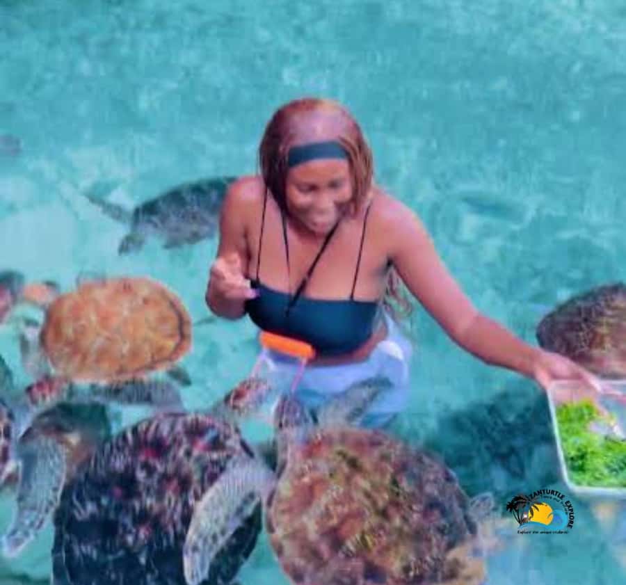 Zanzibar: Swimming with Turtles at Salaam Cave Aquarium - How the four-hour schedule works