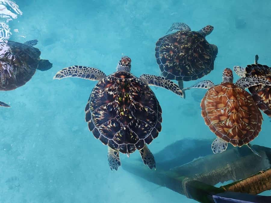 Zanzibar: The Rock, Paje Beach, Jozani Forest, Salaam Cave - What to bring and how to pace the day