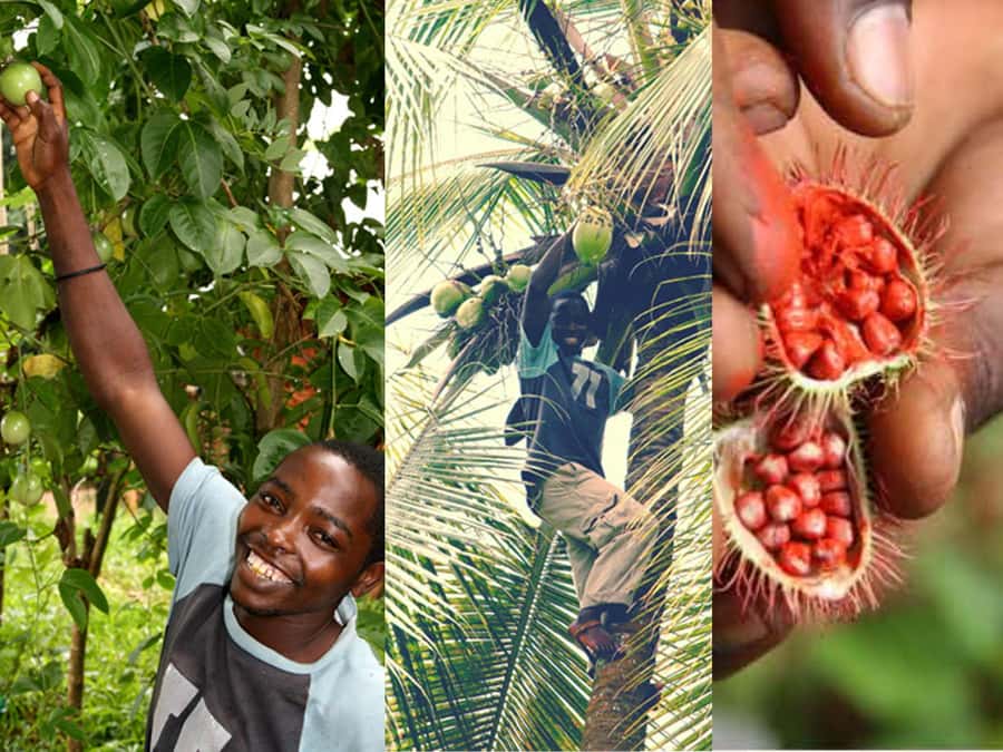 Zanzibar: The Swahili Spice Experience - Spice Tour + Culinary Journey - Can you swim at the end?