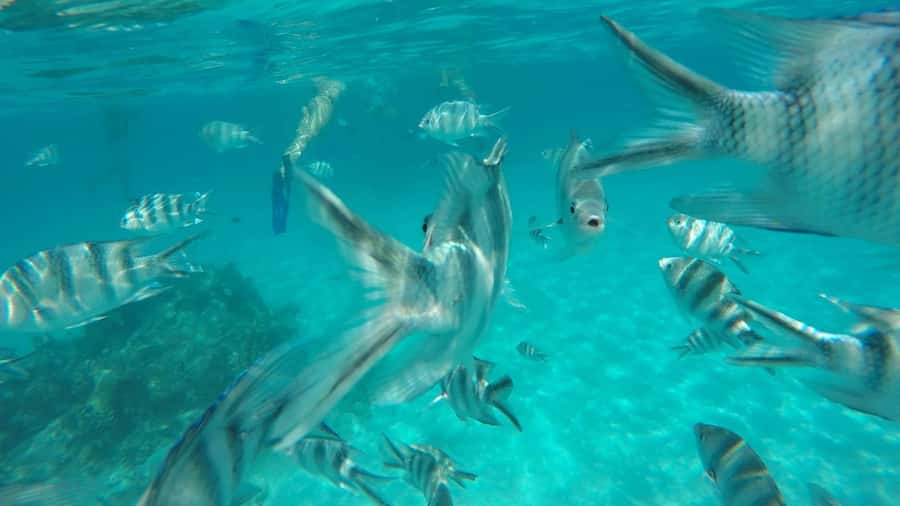 Zanzibar: Tumbatu Island Private Snorkeling Adventure Tour - Snorkeling above the reefs near Popo and Tumbatu