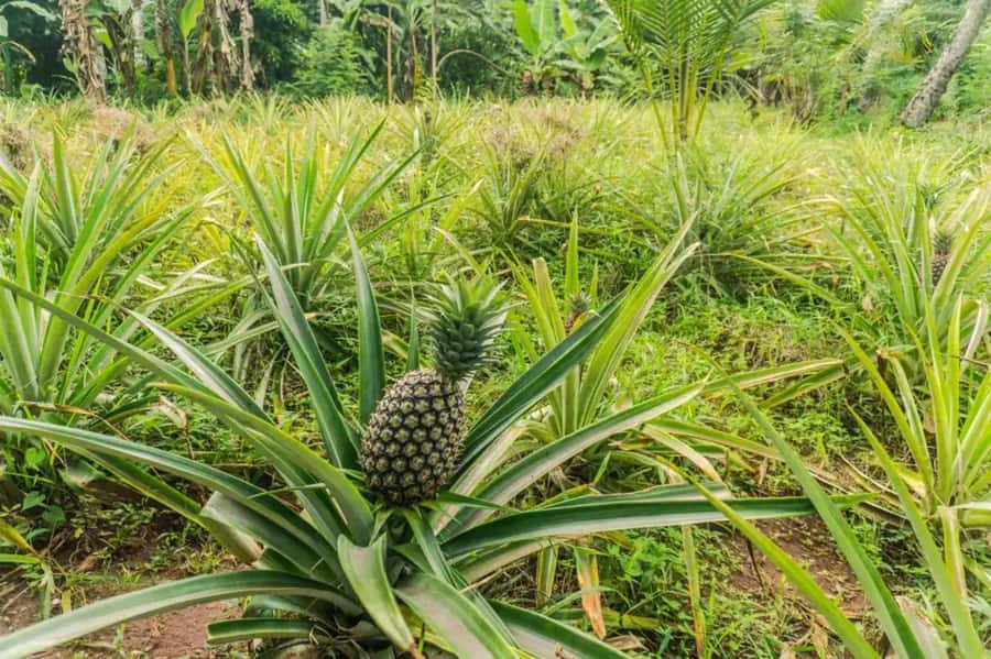 Zanzibar: Walking Spice Tours with Guide - Leaving Stone Town for Tangawizi Spice Farm